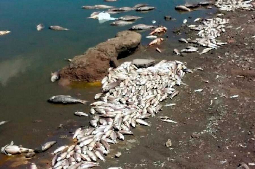 Los peces muertos en las orillas de la Laguna de Lobos. Imagen de internet.