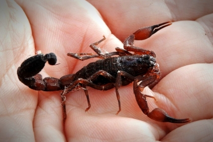 Aparición de alacranes ¿Cómo diferenciar los peligrosos de los no peligrosos?