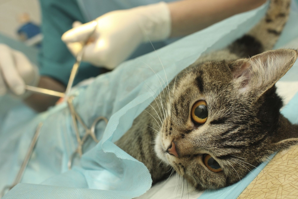La cirugía se realizará en perros y gatos de ambos sexos.