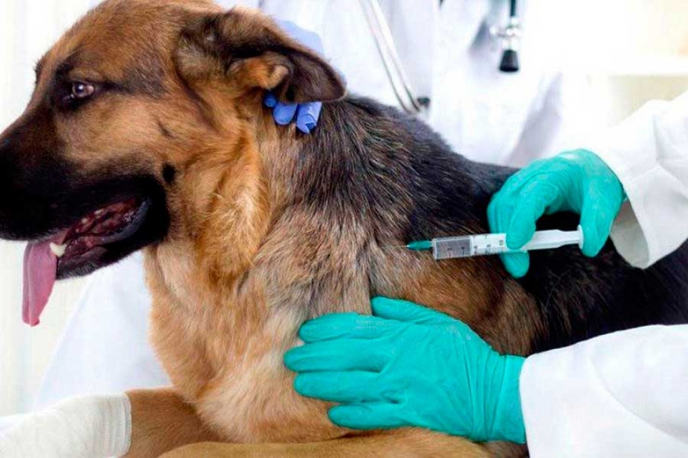 Campaña de vacunación para mascotas
