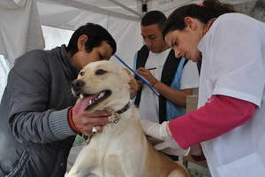 Campaña de sanidad animal en Cañuelas