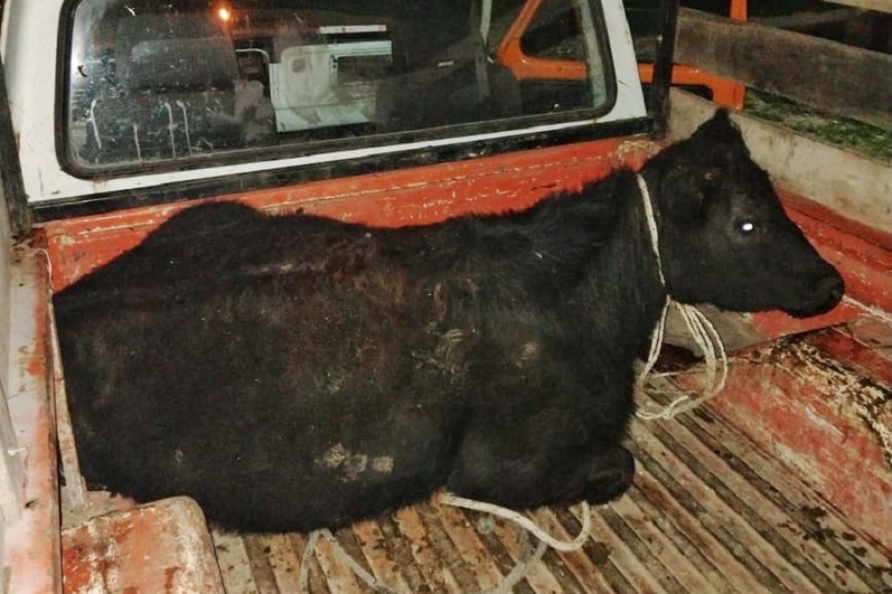 Tres detenidos por llevar una vaca, presuntamente robada, en la caja de una F100