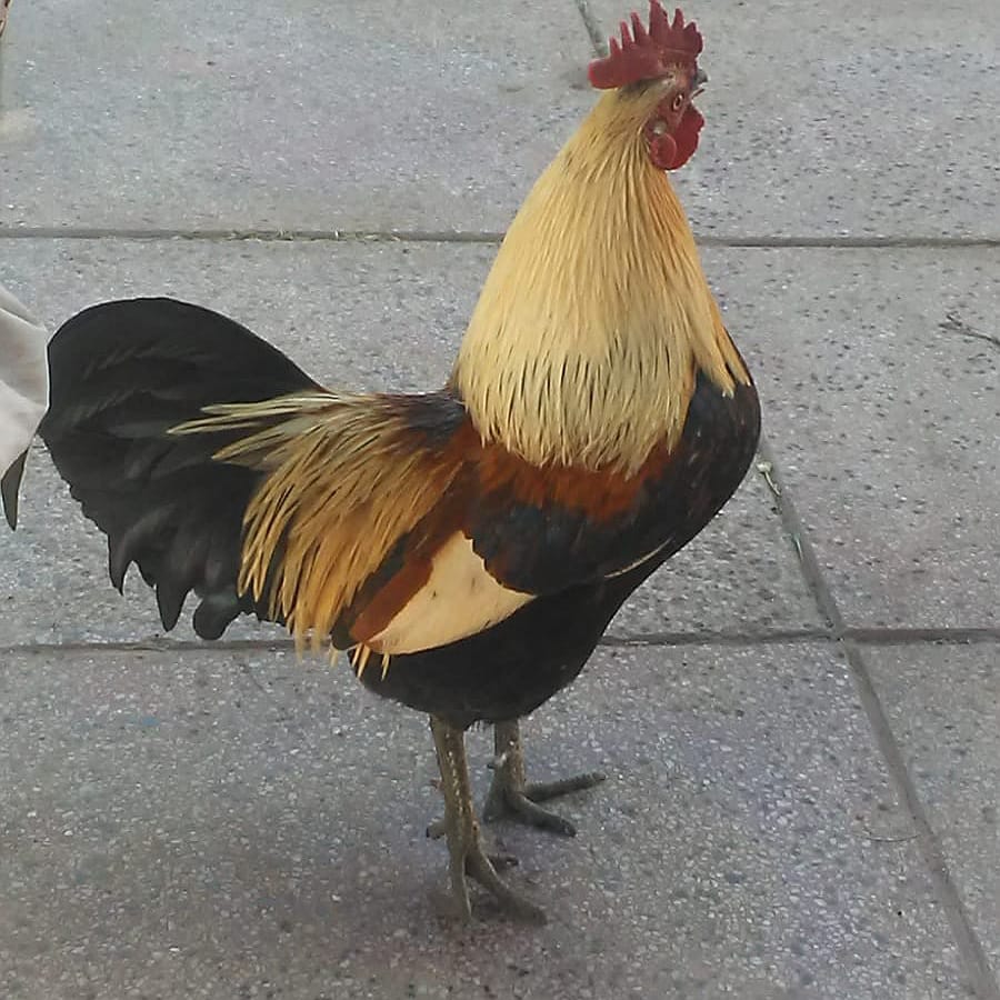 gallo 2