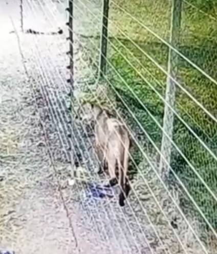 Caso del puma: &ldquo;hay que mirarlo fijo, levantar las manos y gritarle&rdquo;