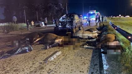 Tragedia en Ruta 6: muere una mujer en una colisión múltiple de tres vehículos con 9 caballos sueltos