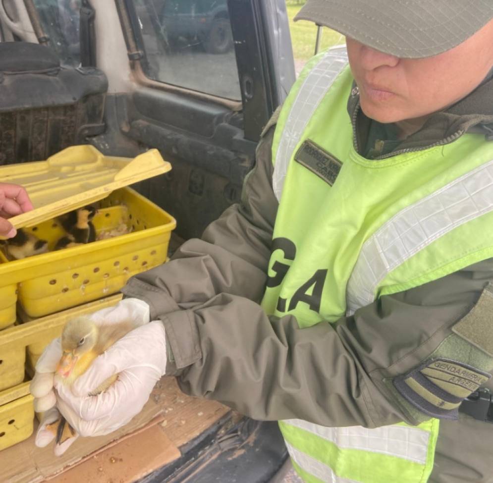 El control de rutina de Gendarmería descubrió al contrabandista de aves.