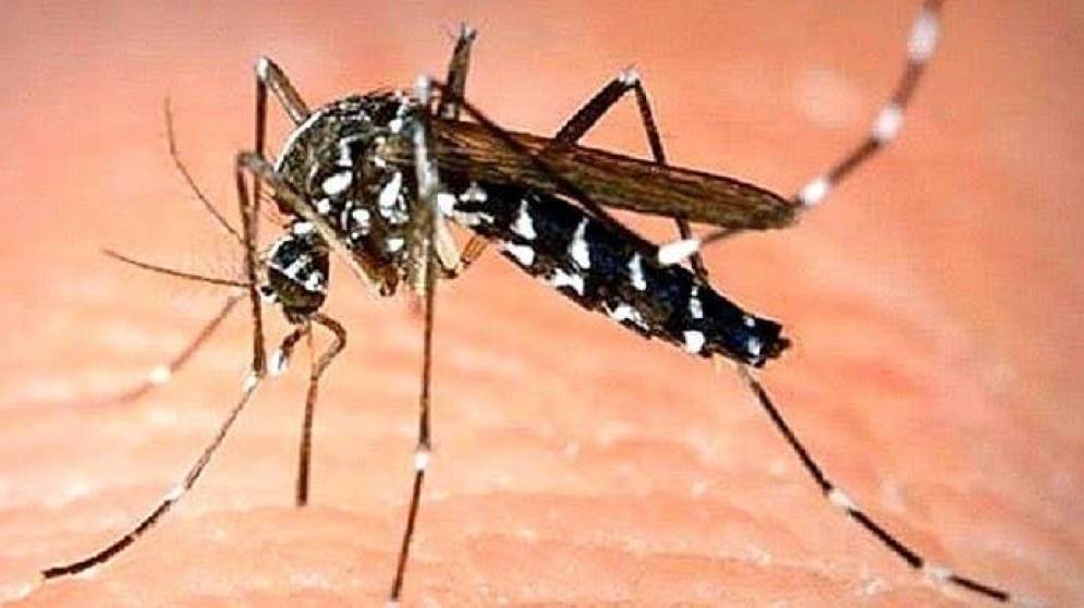 Los datos por los casos de dengue preocupan: hay más de 22 mil infectados y 16 muertes