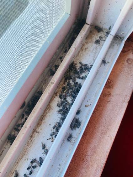 Invasi&oacute;n de moscas en Santa Rosa, una problem&aacute;tica sin soluci&oacute;n