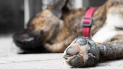 Asesinó a golpes a su propio perro: fue liberado y temen que vuelva a matar