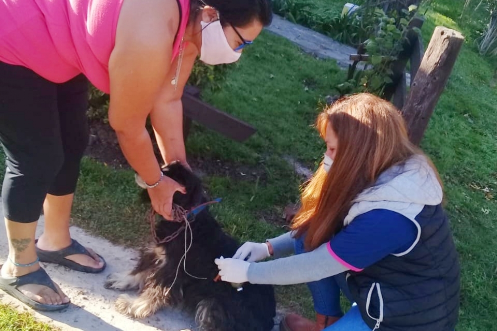 El miércoles, en la primera jornada, se vacunaron 100 mascotas.