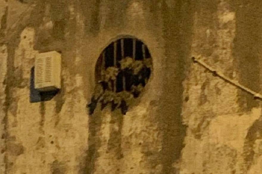 Una distribuidora invadida por ratones: resisten, pero tendrían los días contados