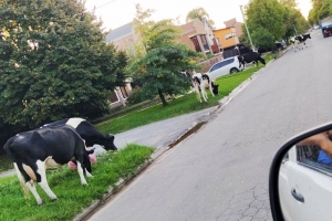 Lo más campante, las vacas pastando en la vereda.