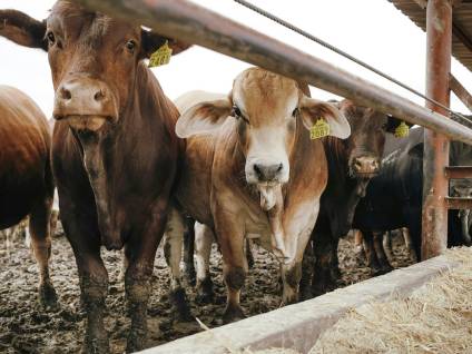 Abrió la inscripción para estudiar Producción Ganadera y Utilización de Forrajes, en Cañuelas