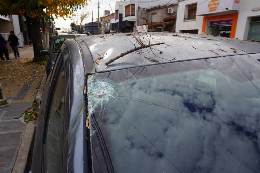 Una rama podada cayó sobre un auto: rompió el parabrisas y abolló la chapa