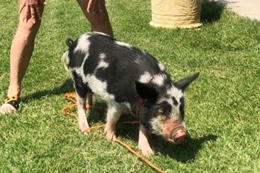 Martita es una mini pig adulta de 20 kilos.