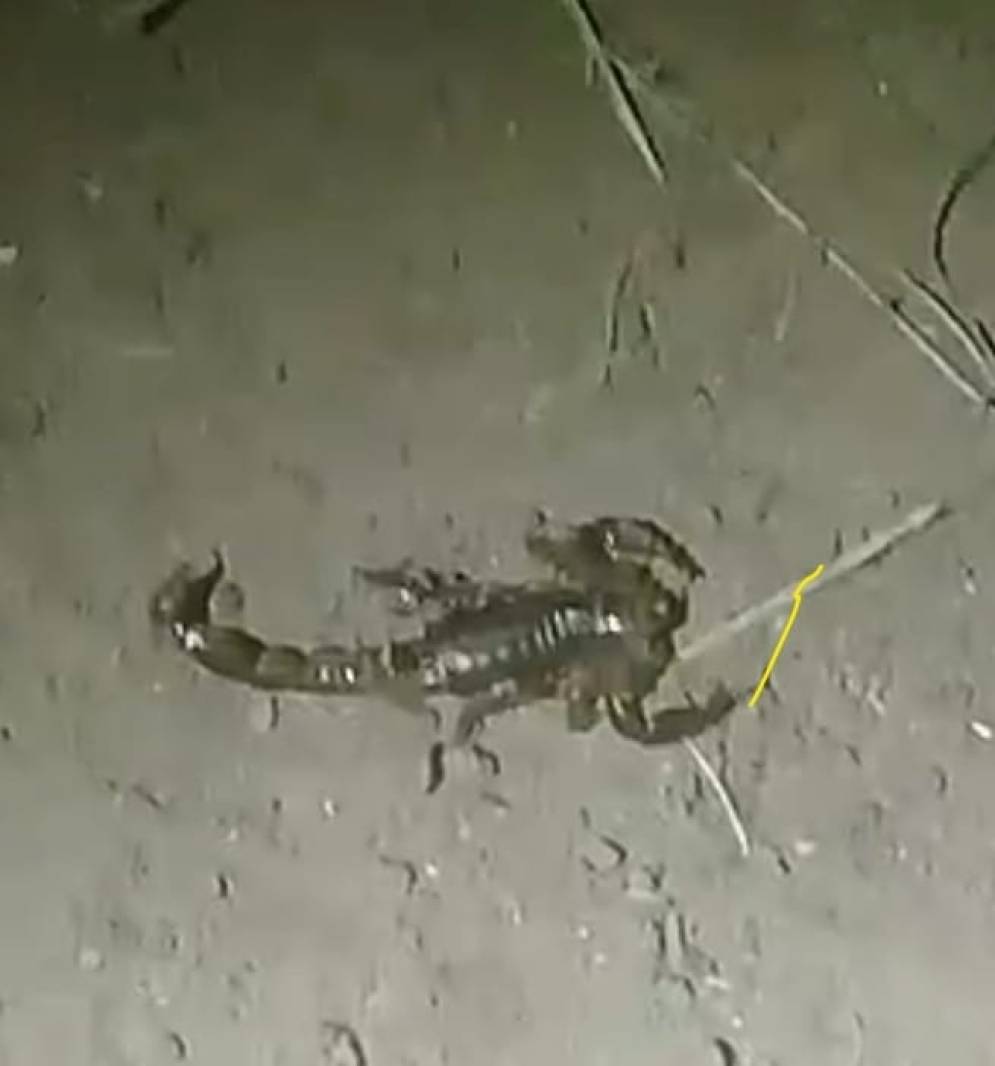 El tercer escorpión hallado en el B° San Ignacio. 